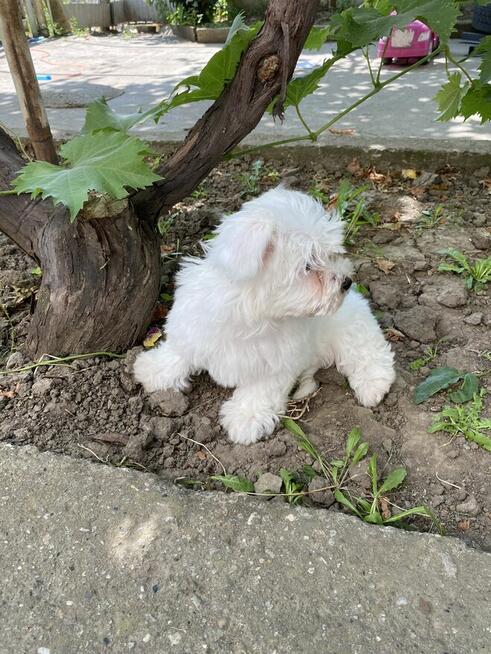 szczeniąt maltańczyków