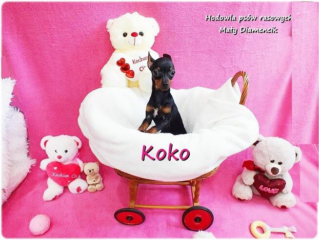 !! Ultra MINI !! Sunia KOKO Pinczer miniaturowy ( Ratlerek )