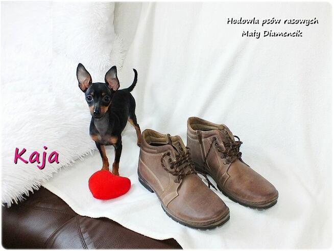 Suczka KAJA Pinczer miniaturowy ( Ratlerek ) 9m-cy Rodowód