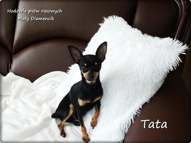 !! Ultra MINI !! Sunia KOKO Pinczer miniaturowy ( Ratlerek )