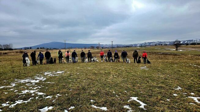 Szkolenie psów Kielce