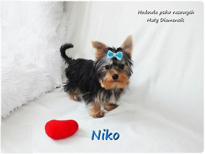 York Yorkshire Terrier Malutki Mini XS Piesek NIKO Rodowód