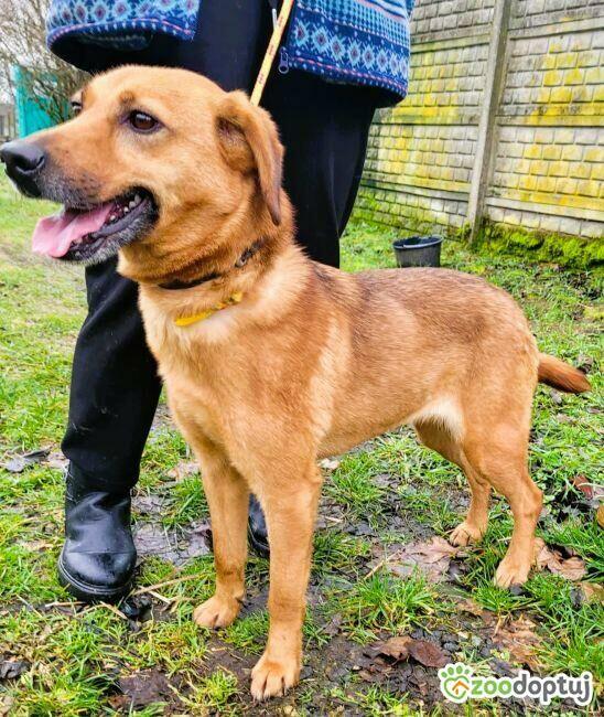 LIPKA - super wesoła, kochana sunia do adopcji