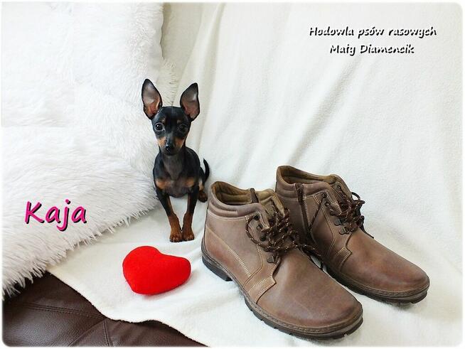 Suczka KAJA Pinczer miniaturowy ( Ratlerek ) 9m-cy Rodowód