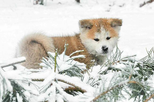 Akita inu-akita japońska czerwony piesek ZKwP/FCI