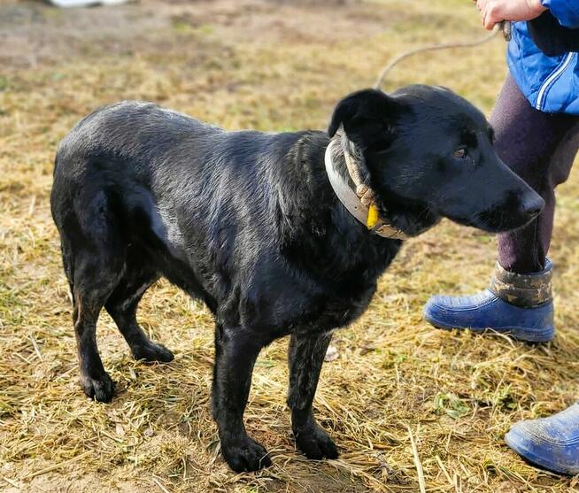 JAGÓDKA - mini labradorka szuka super domu