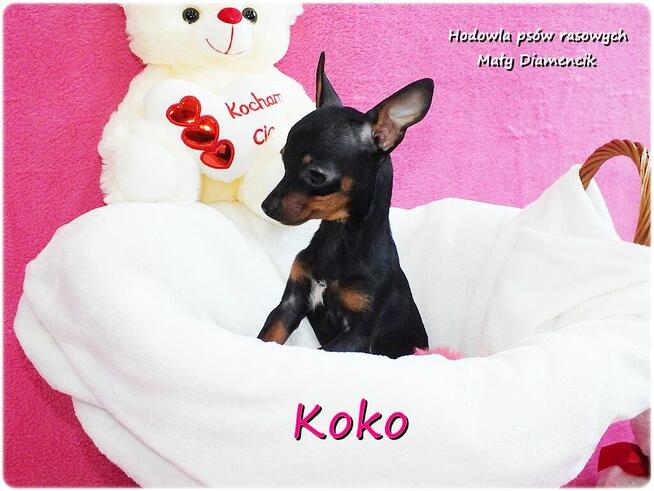 !! Ultra MINI !! Sunia KOKO Pinczer miniaturowy ( Ratlerek )