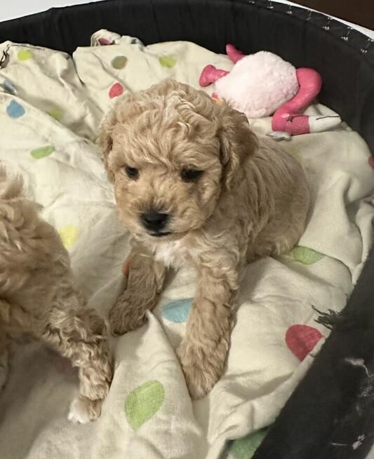 Bichon frise Pudel toy red bichpoo