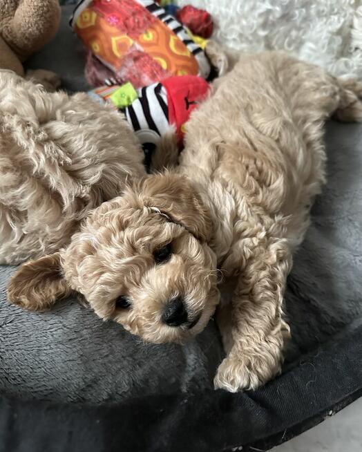 Bichon frise Pudel toy red bichpoo