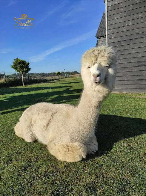 Lokal użytkowy Tupadły gm. Władysławowo, Ogrodnicza