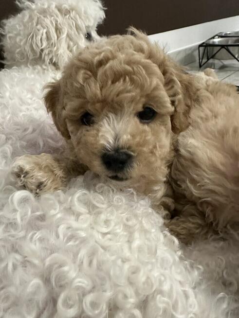 Bichon frise Pudel toy red bichpoo