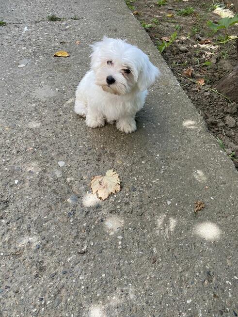 szczeniąt maltańczyków