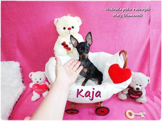 Suczka KAJA Pinczer miniaturowy ( Ratlerek ) 9m-cy Rodowód