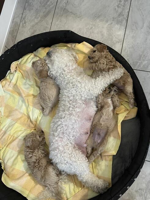 Bichon frise Pudel toy red bichpoo