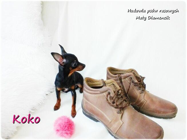 !! Ultra MINI !! Sunia KOKO Pinczer miniaturowy ( Ratlerek )