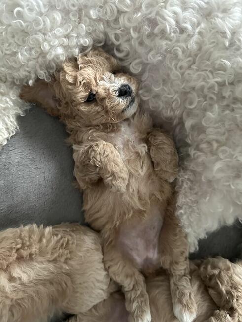 Bichon frise Pudel toy red bichpoo