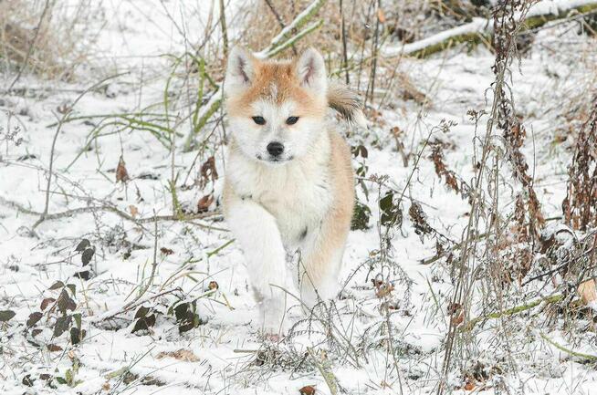 Akita inu-akita japońska czerwony piesek ZKwP/FCI