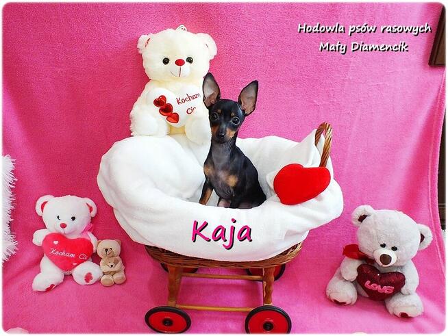 Suczka KAJA Pinczer miniaturowy ( Ratlerek ) 9m-cy Rodowód