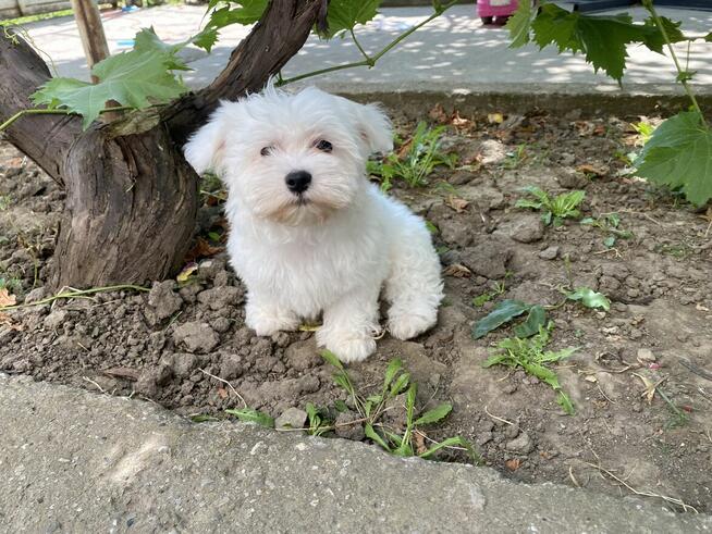 szczeniąt maltańczyków