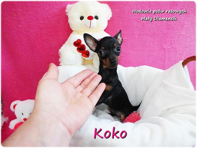 !! Ultra MINI !! Sunia KOKO Pinczer miniaturowy ( Ratlerek )