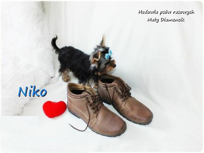 York Yorkshire Terrier Malutki Mini XS Piesek NIKO Rodowód