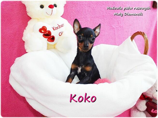 !! Ultra MINI !! Sunia KOKO Pinczer miniaturowy ( Ratlerek )