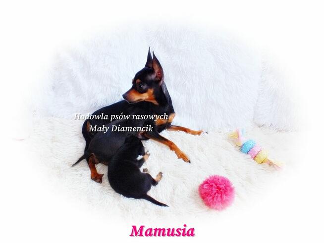 !! Ultra MINI !! Sunia KOKO Pinczer miniaturowy ( Ratlerek )