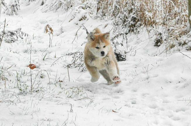 Akita inu-akita japońska czerwony piesek ZKwP/FCI