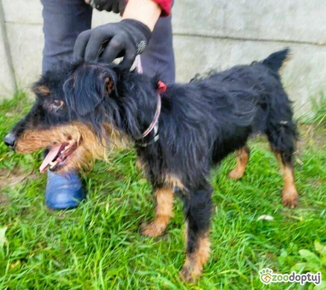 TERI - delikatny psiak w typie terriera za kratami, ADOPTUJ