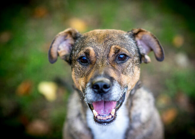 Toro. Były Radysy, były walki psów. Pokażesz mu dom?