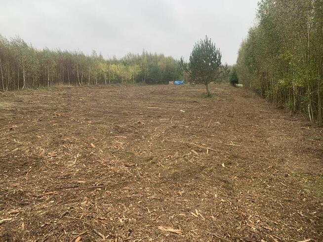 Drzewus - Usługi ogrodnicze i ziemne