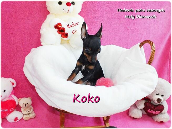 !! Ultra MINI !! Sunia KOKO Pinczer miniaturowy ( Ratlerek )