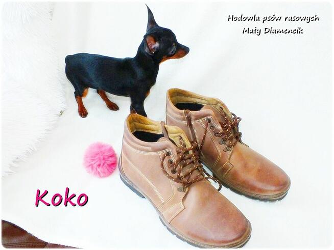 !! Ultra MINI !! Sunia KOKO Pinczer miniaturowy ( Ratlerek )