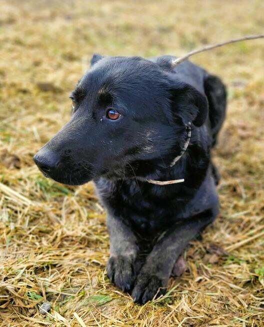 JAGÓDKA - mini labradorka szuka super domu