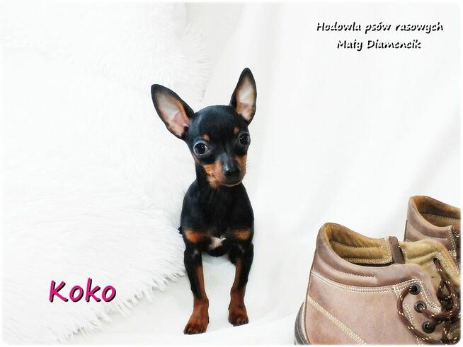 !! Ultra MINI !! Sunia KOKO Pinczer miniaturowy ( Ratlerek )