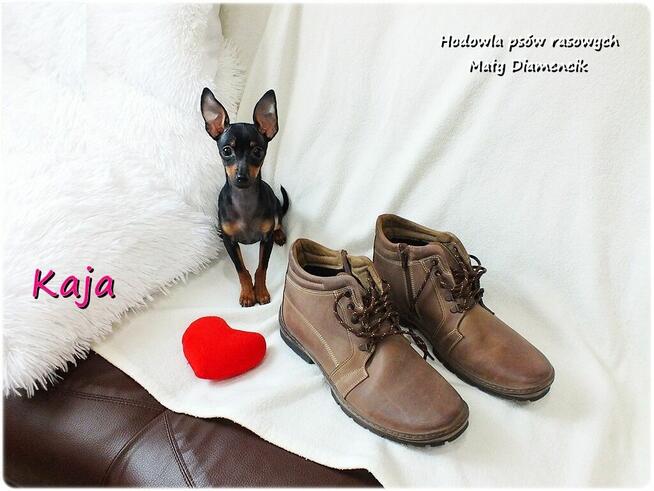 Suczka KAJA Pinczer miniaturowy ( Ratlerek ) 9m-cy Rodowód
