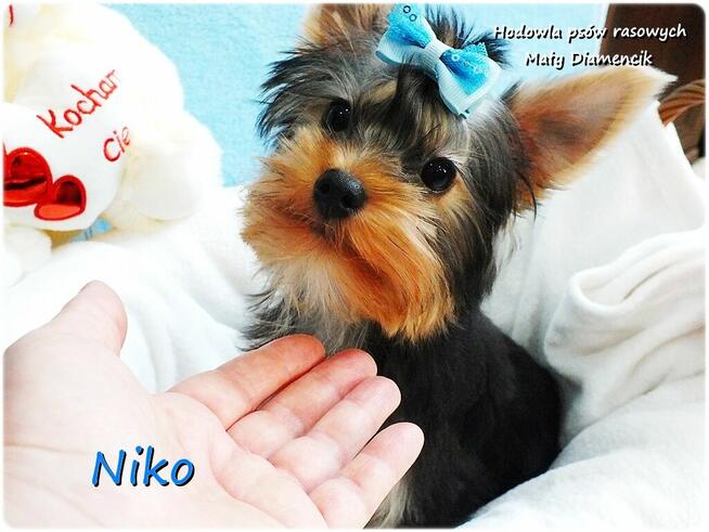 York Yorkshire Terrier Malutki Mini XS Piesek NIKO Rodowód