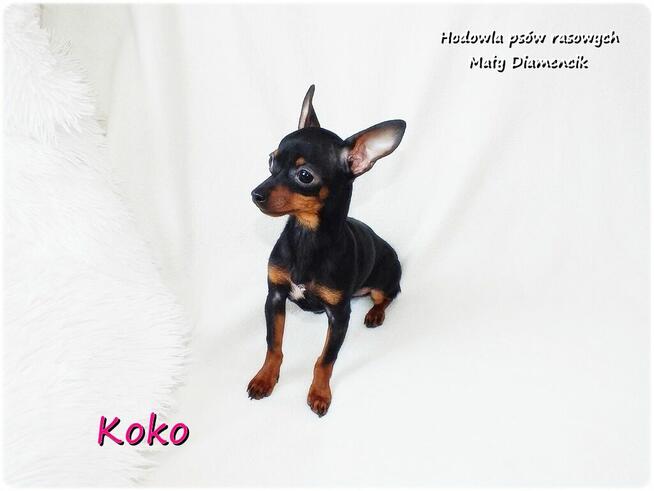 !! Ultra MINI !! Sunia KOKO Pinczer miniaturowy ( Ratlerek )