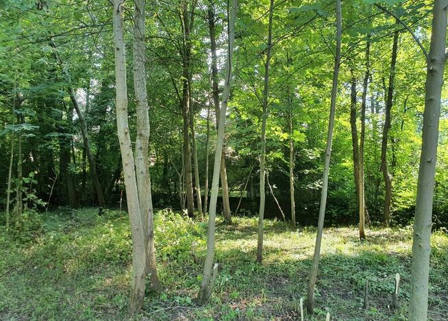 Zaciszna działka z prywatnym lasem i strumykiem: https://you