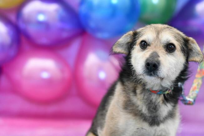 Uroczy Lulek szuka rodzinki do pokochania!