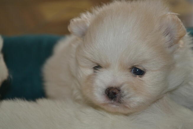 SZPIC MINIATUROWY POMERANIAN PIĘKNE SZCZENIĘTA