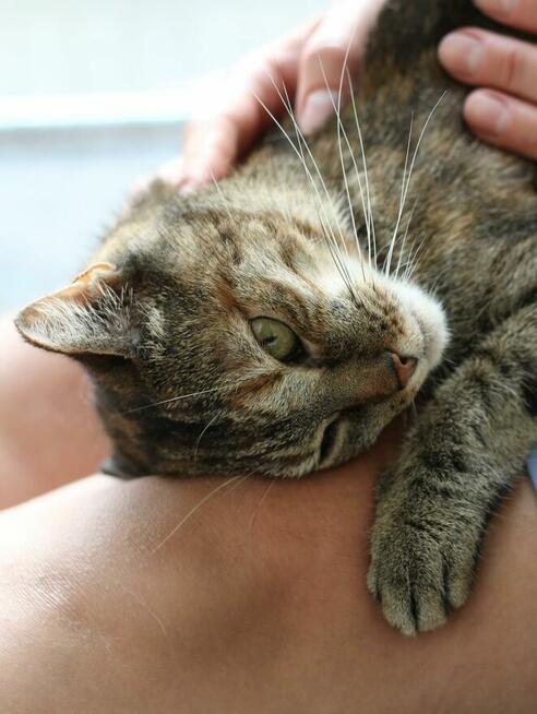 kotka Buba grzecznosciowo -aktualne