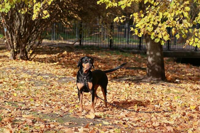 Lole adoptujesz przyjaciela zyskujesz!