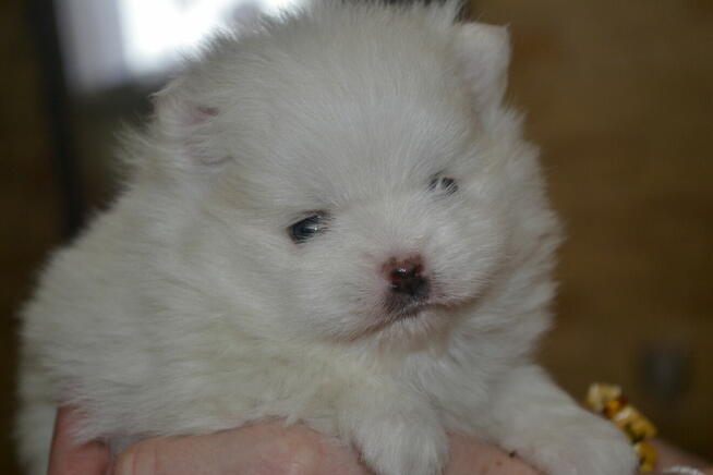 SZPIC MINIATUROWY POMERANIAN PIĘKNE SZCZENIĘTA
