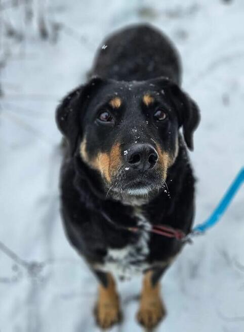 IRIS - suczka z cudnym charakterem