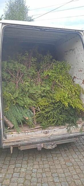 Usługi ogrodnicze Porządkowanie działek Wycinki drzew