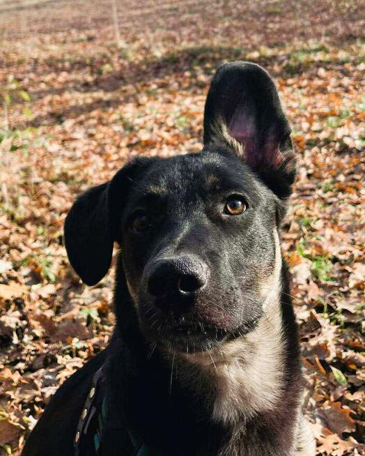 PIXEL _ super psiak szuka najlepszego domu