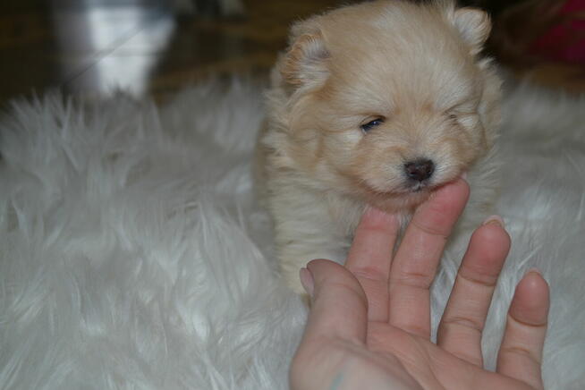 SZPIC MINIATUROWY POMERANIAN PIĘKNE SZCZENIĘTA