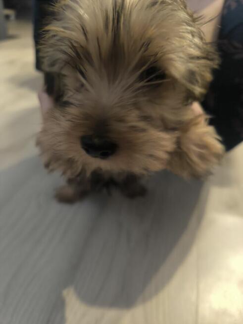 Oddam yorka szczeniaka