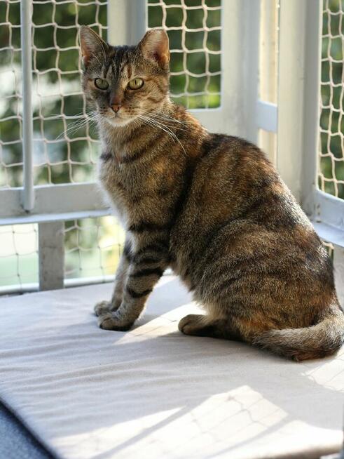 kotka Buba grzecznosciowo -aktualne